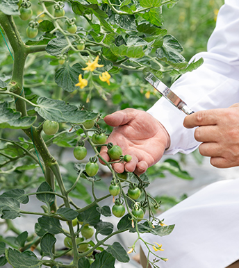 江門綠勁植物營養(yǎng)液
